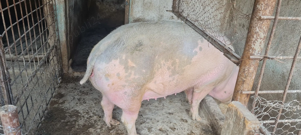 Pentru sacrificat 150-200kg