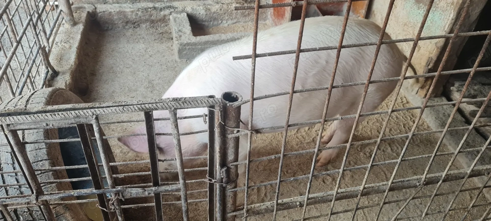 Porc Landrace castrat 75-90kg