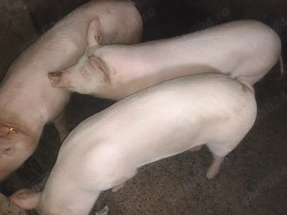 vand șoldan 70-100kg