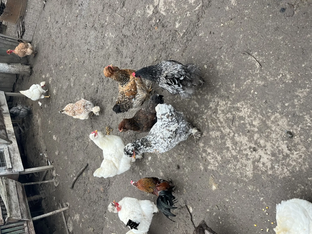 Ouă găini moțate țărănești 