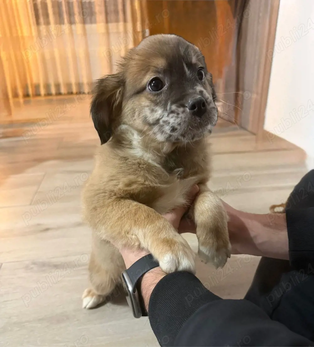 Donez pui de cățeluși