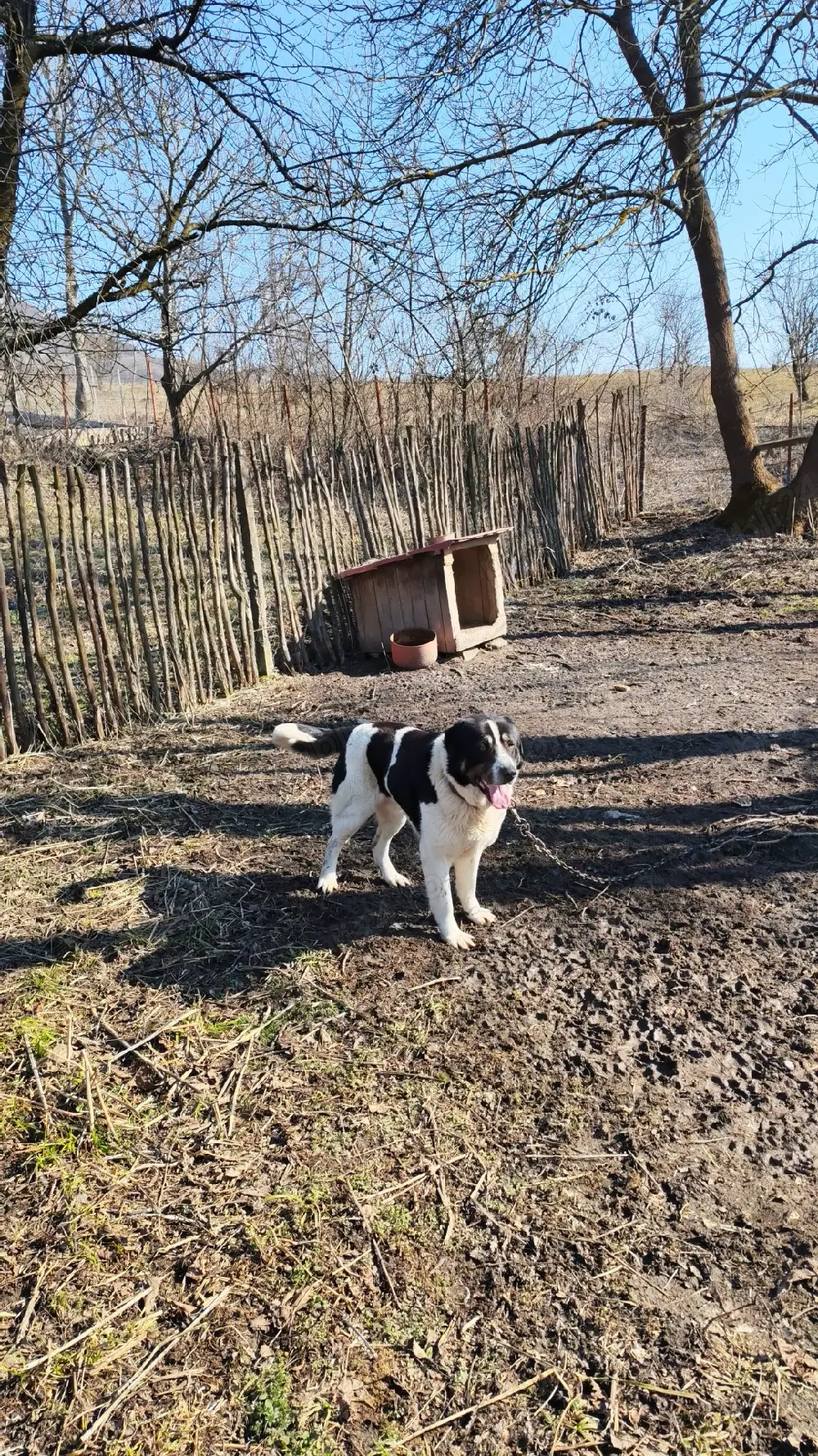 Ciobănesc Asia Centrală pentru animale 