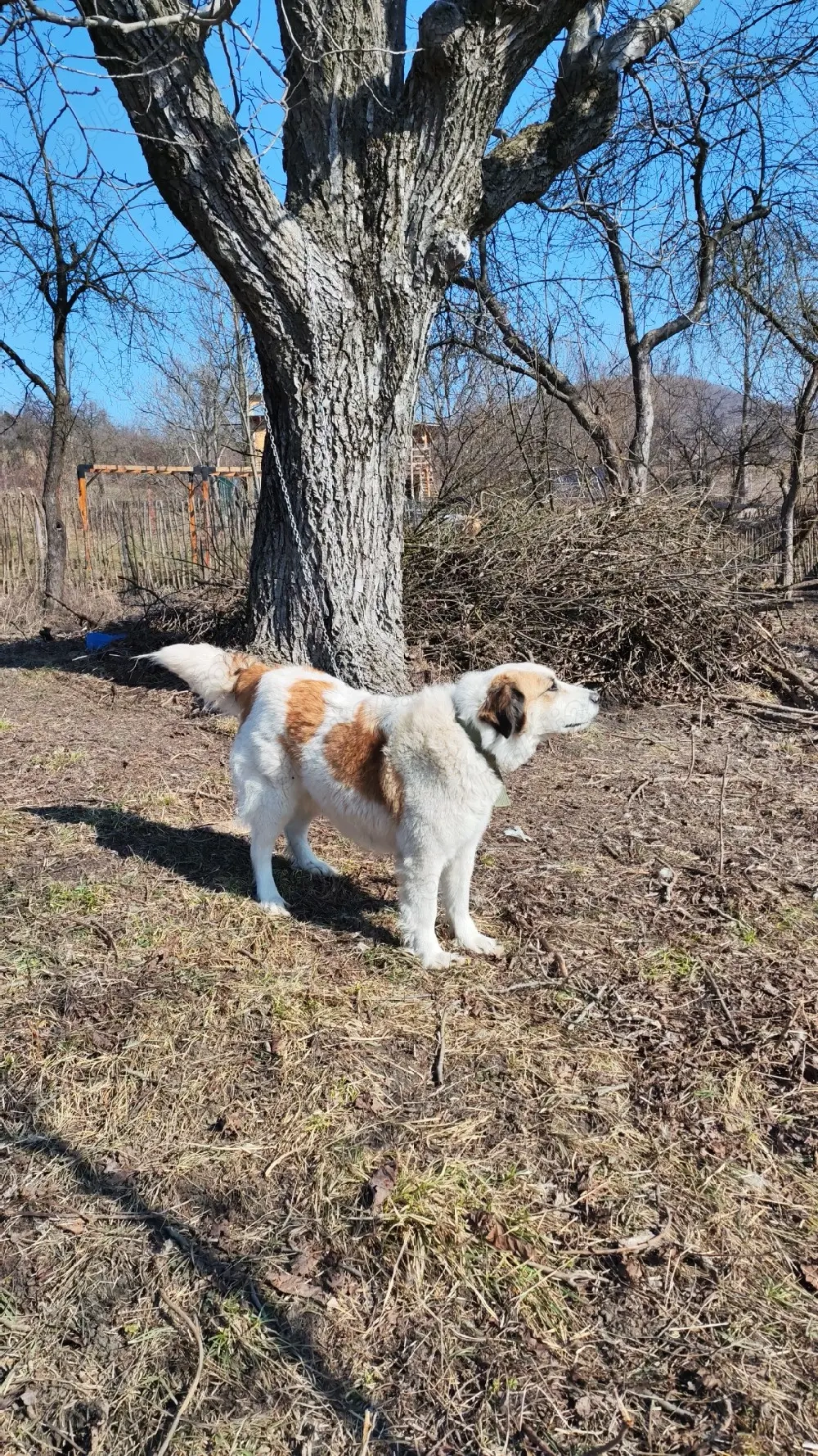 Ciobănesc pentru animale 