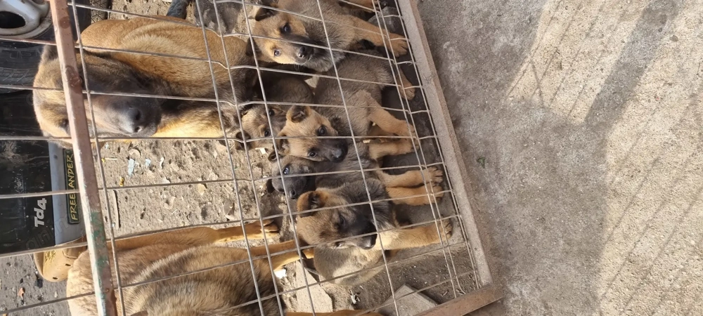 Catei malinois de vanzare