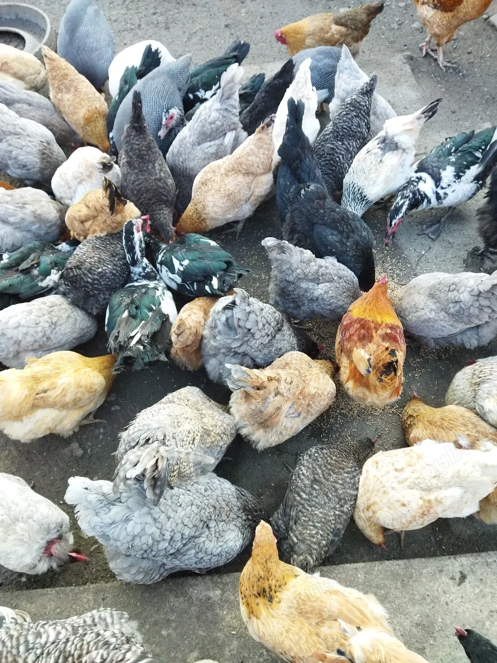 de vânzare găini ouătoare...