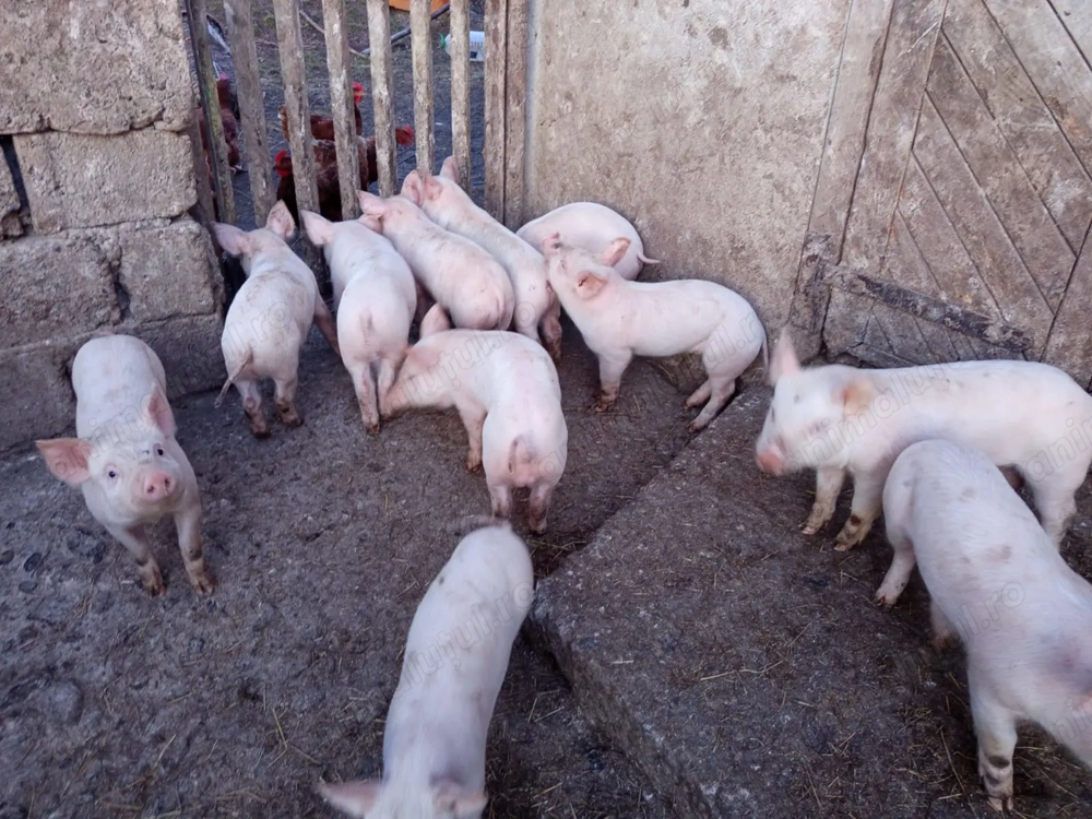 Vand purcei Marele Alb cu Pietran