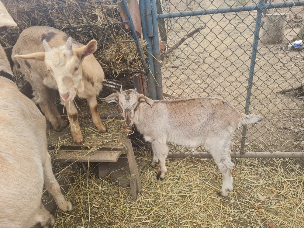 De vanzare o capra si 2 ieduțe