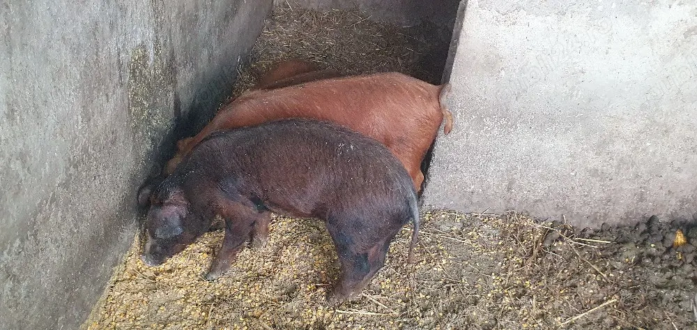Porc Duroc (50 kg),700 roni 1