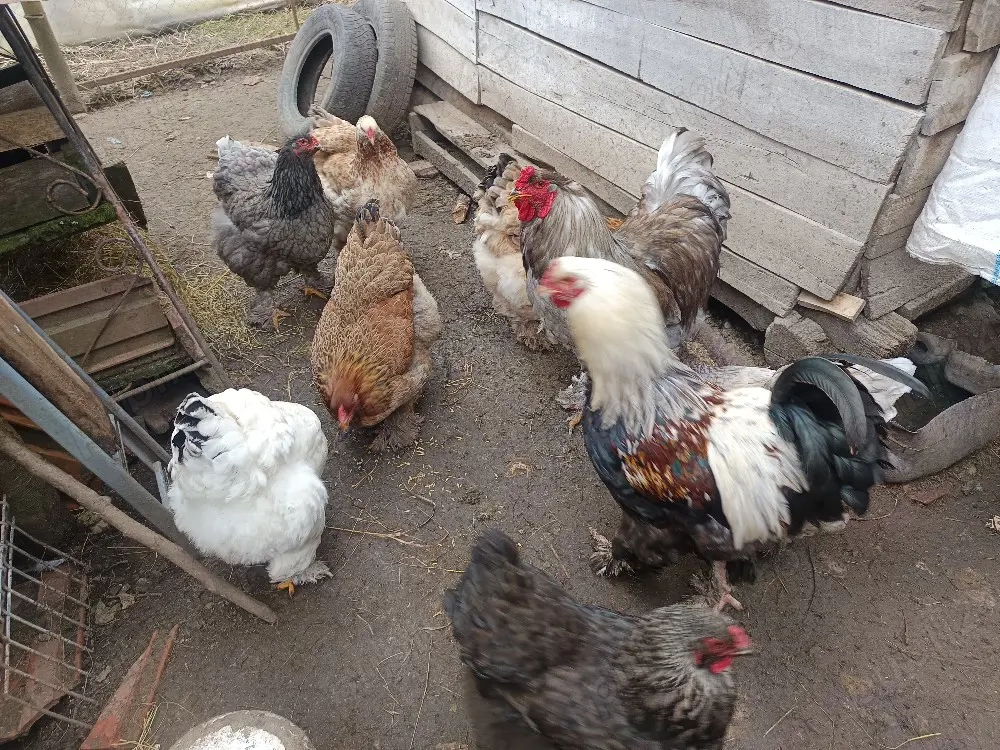 gaini brahma cocosi ,pui oua din gainile din poze,brahma motate strumsky batan si mi de flori