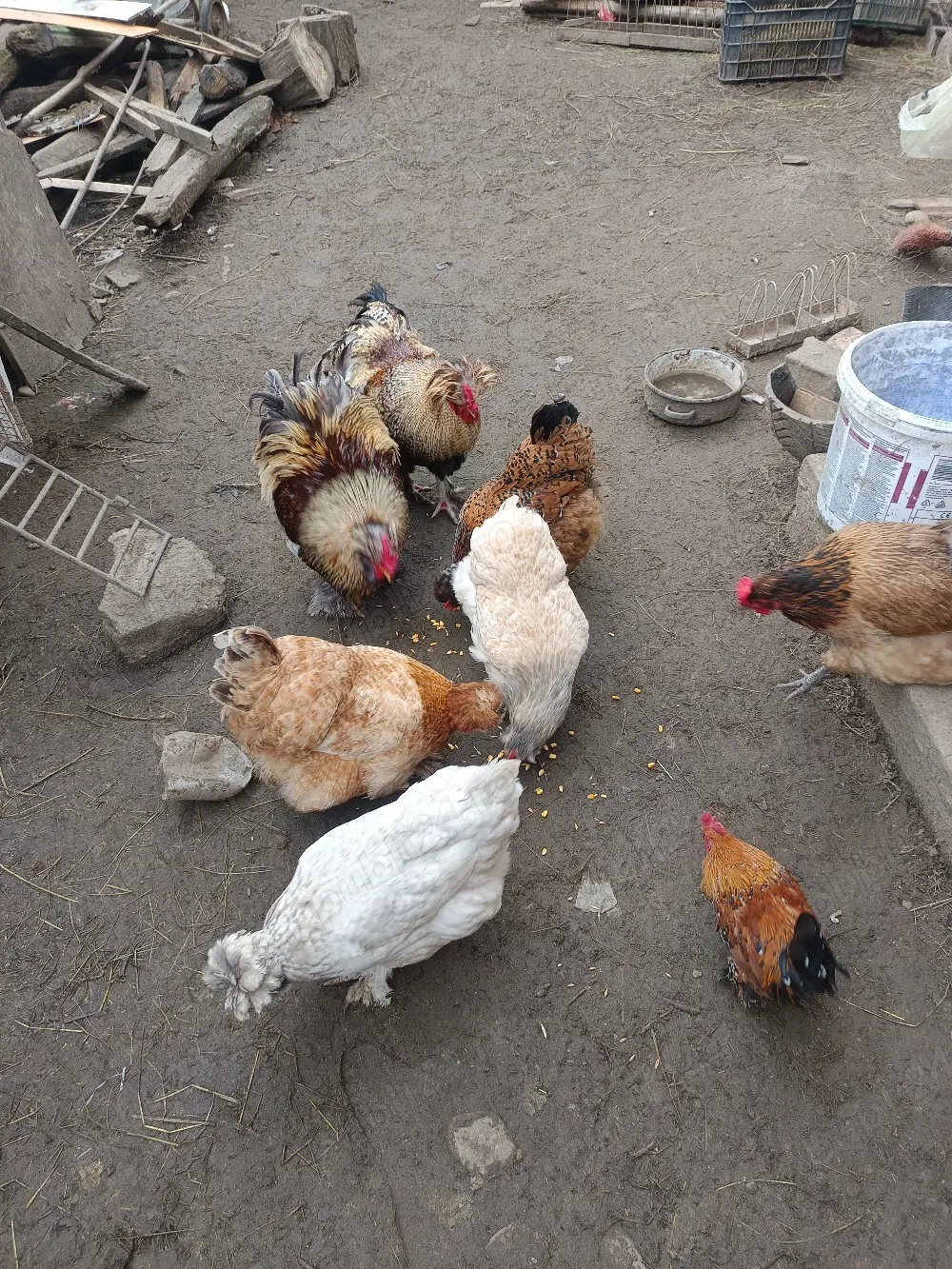 oua de la gaini brahma motate ,paduana ,strumshy batan si mi de flory,cocosei brahma si puisori