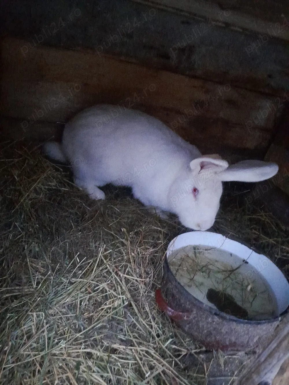 vând urgent8 iepuri