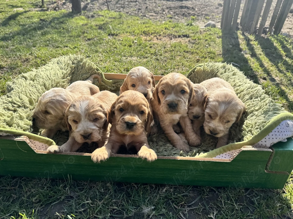 Cățeluși Cocker Spaniel 
