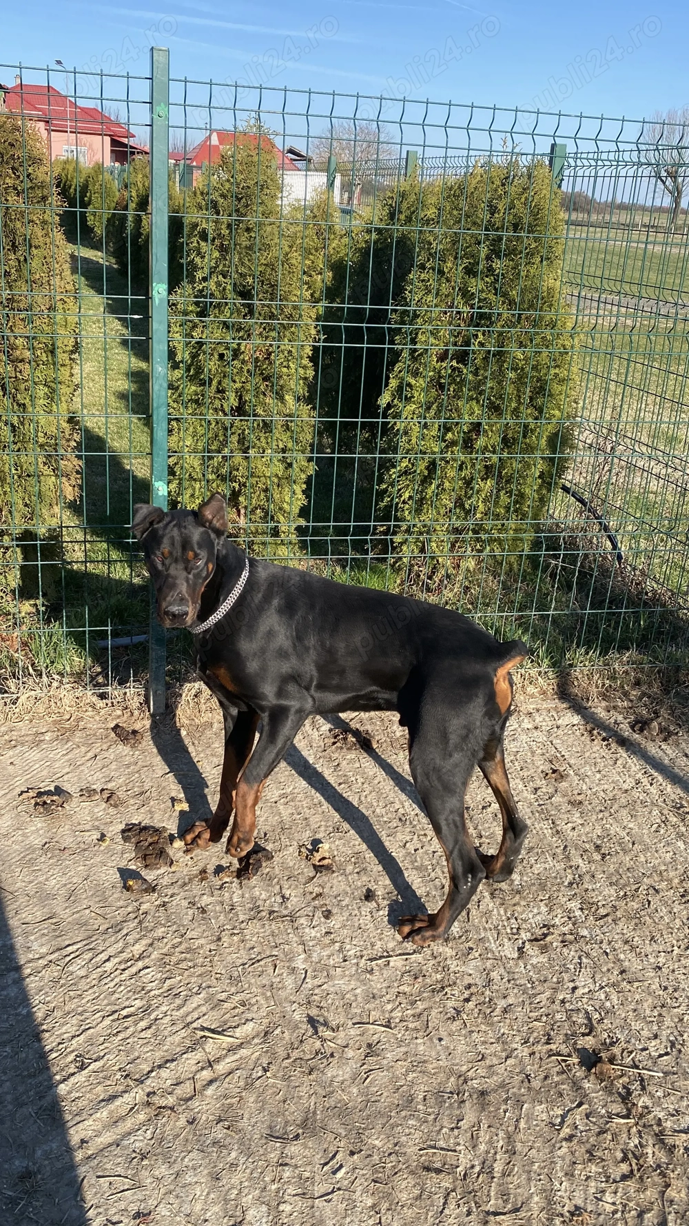 Vand mascul Doberman 1 An perfect pt paza