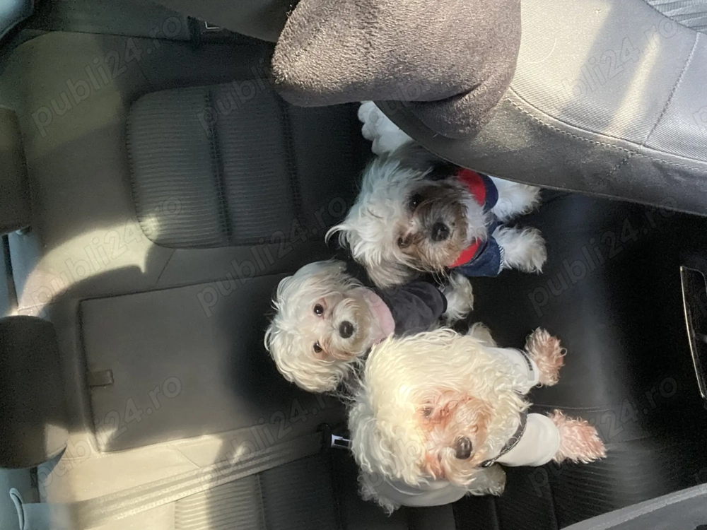 Pentru Adoptie Responsabila