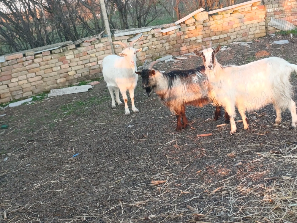 De vanzare 2 capre si un tap