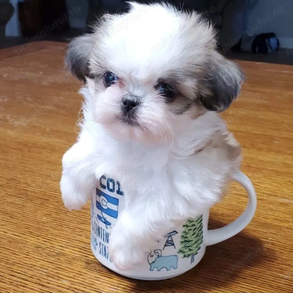 Shih tzu 1200 lei mini