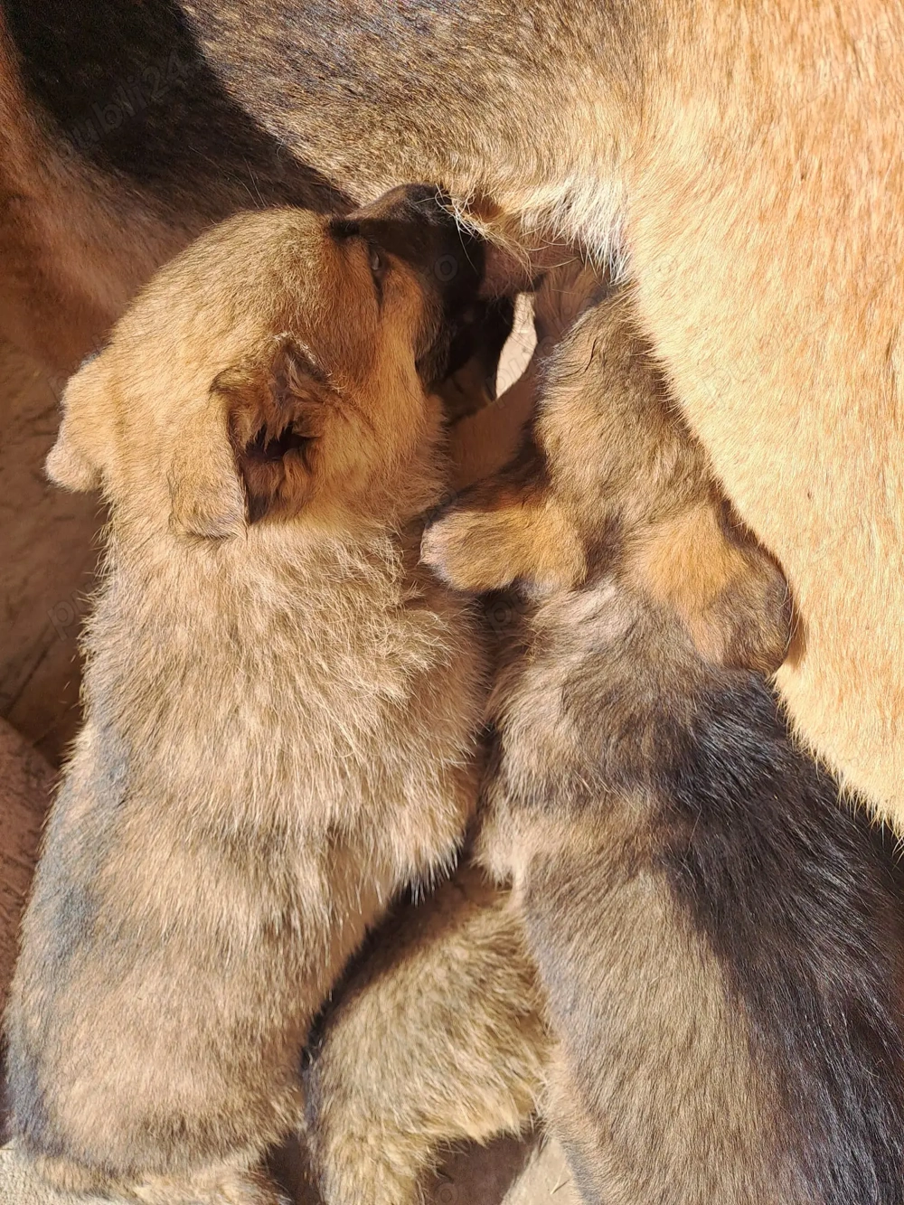 Căței Ciobănesc German