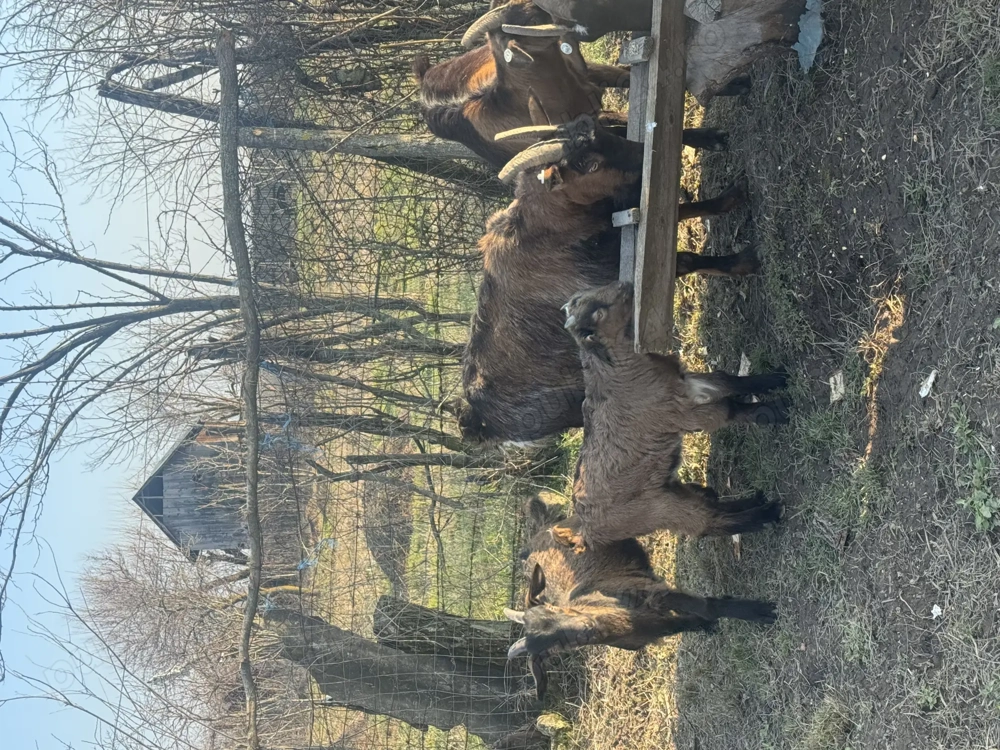 Capre de vânzare arges