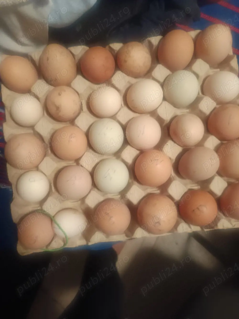 pui oua din gainile din poze,brahma motate strumsky batan si mi de flori