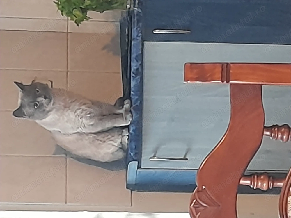 Vînd sau schimb cu cine asia centrala alabai detali în privat