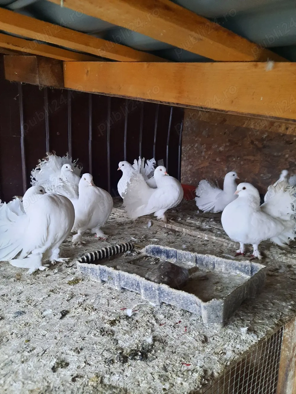 porumbei voltați Indieni