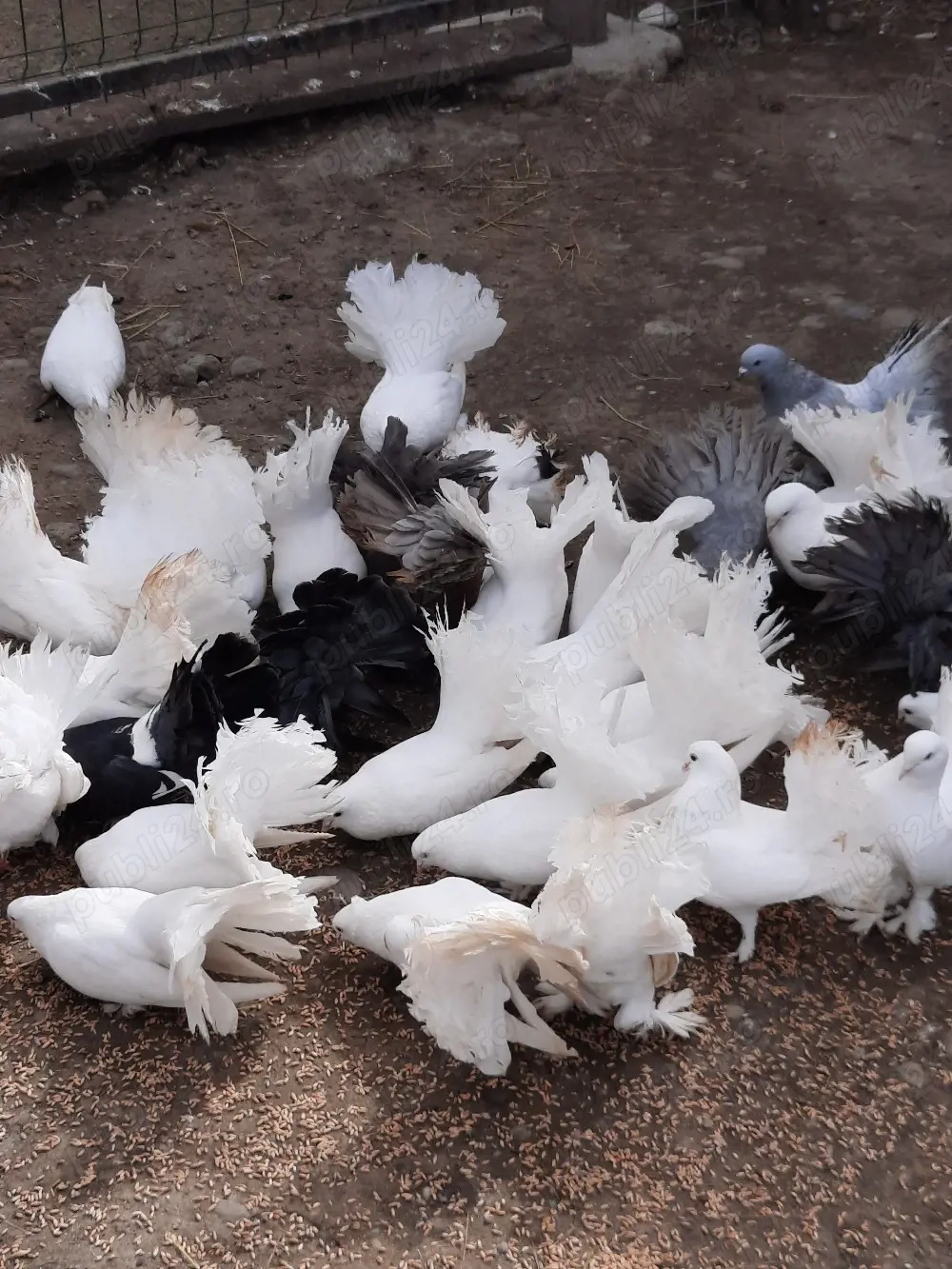 porumbei voltați Indieni