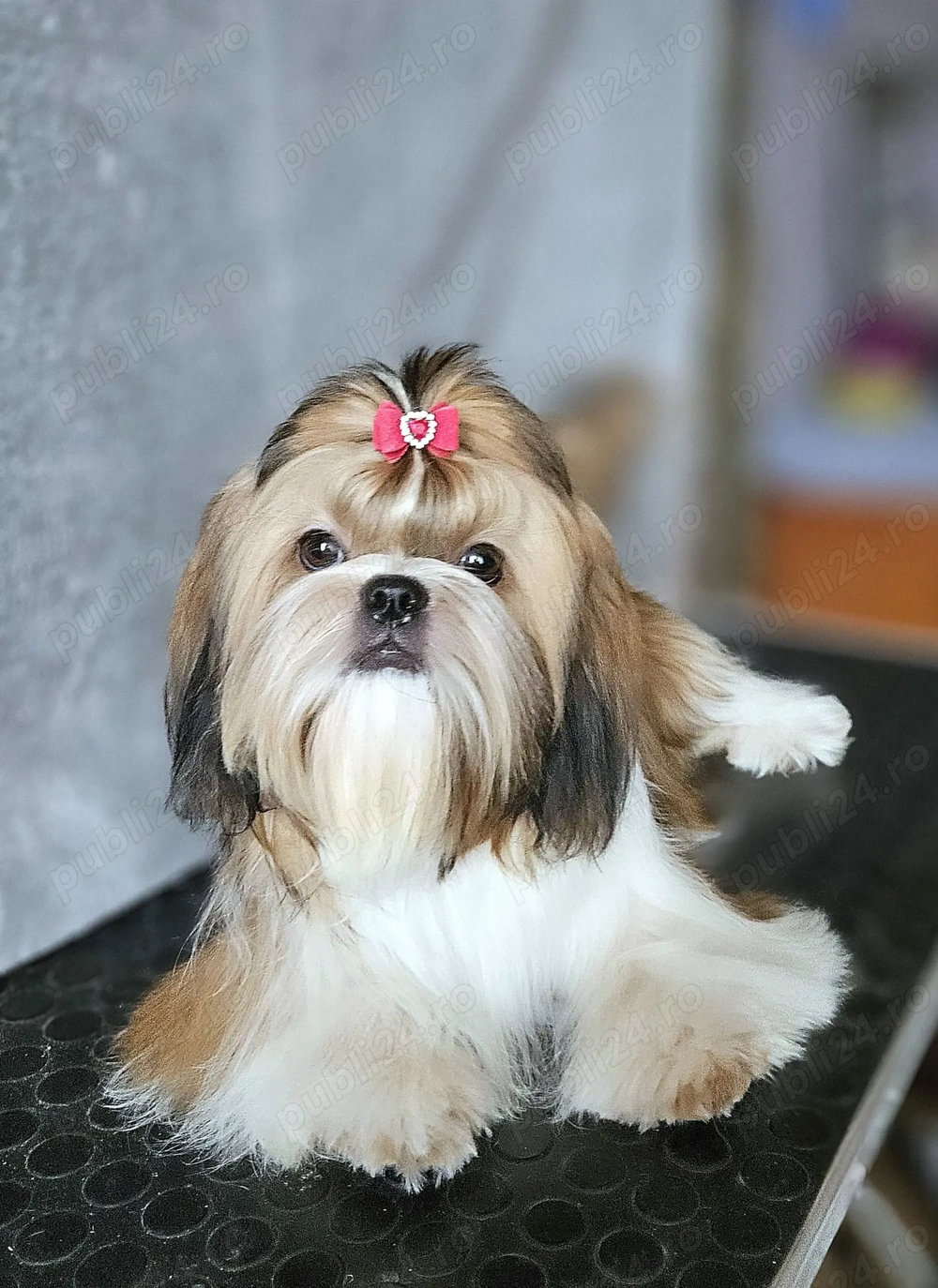 Fetiță Shih Tzu