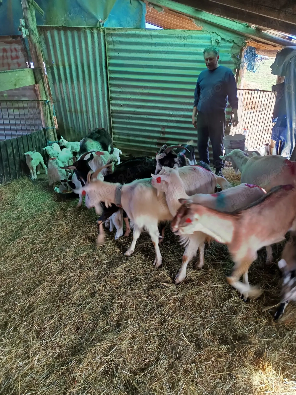 Capre si iezi de vanzare