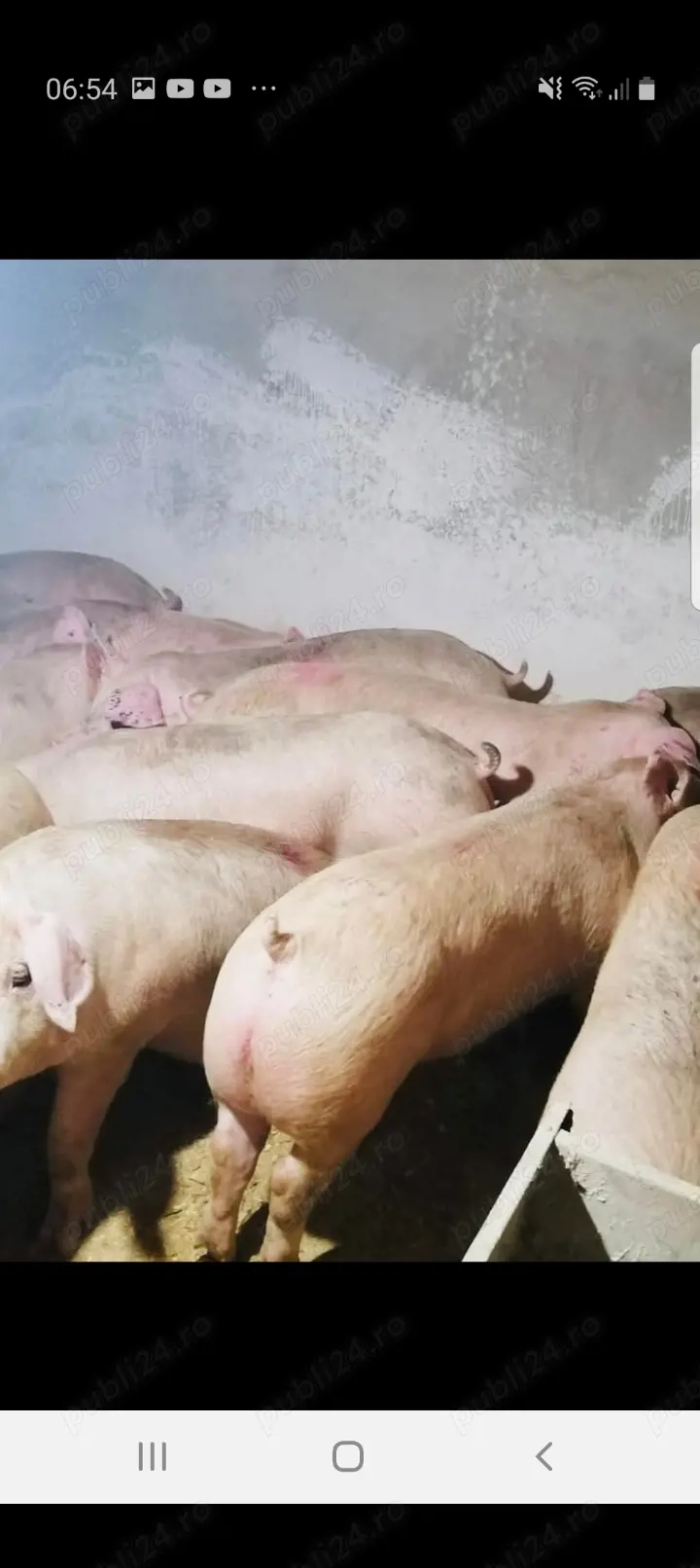 Vând porci de la 70 de kg până la 200 kg porci sunt rasă de carne