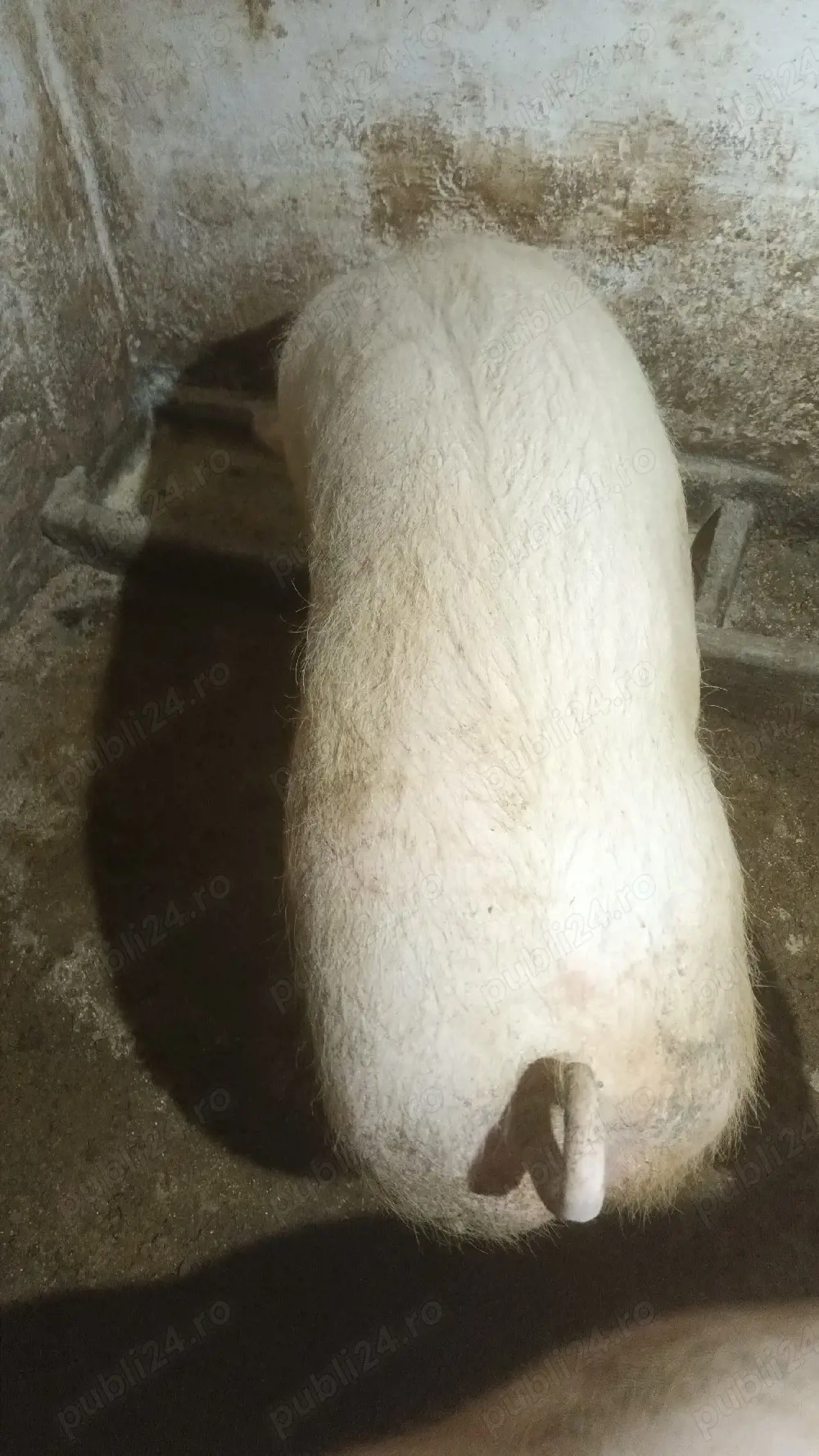 Vand pentru sacrificat