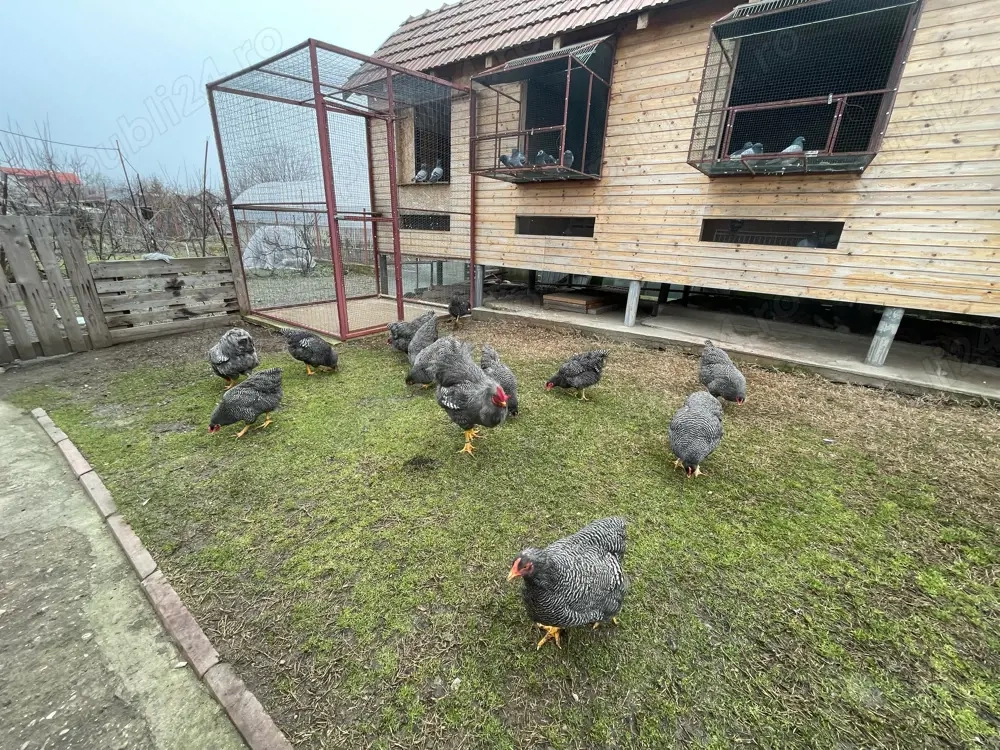 Vand oua plymouth rock barat 