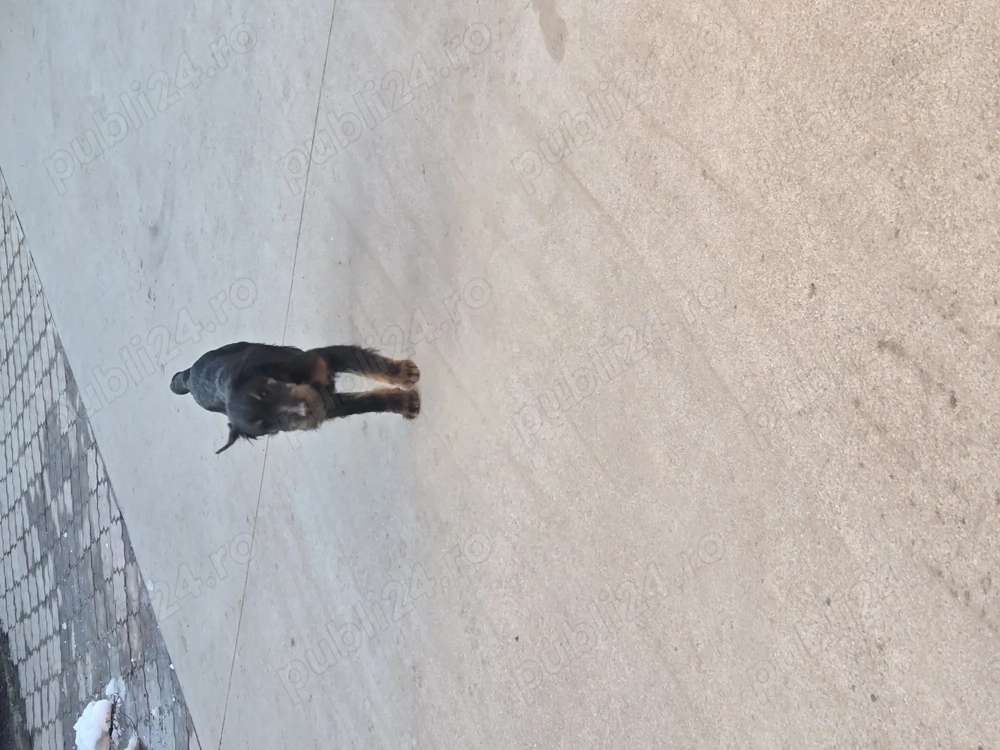 Jagd Terrier ,mascul