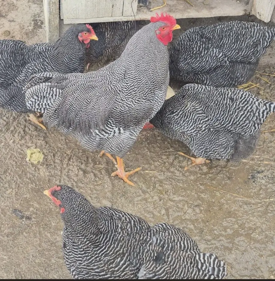 Ouă de Plymouth rock barat pentru incubat 