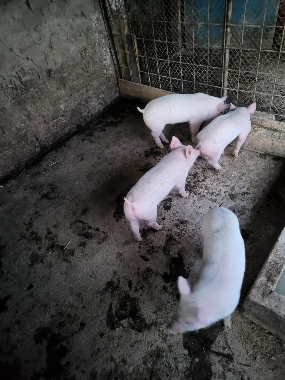 Purcei 9 săptămâni