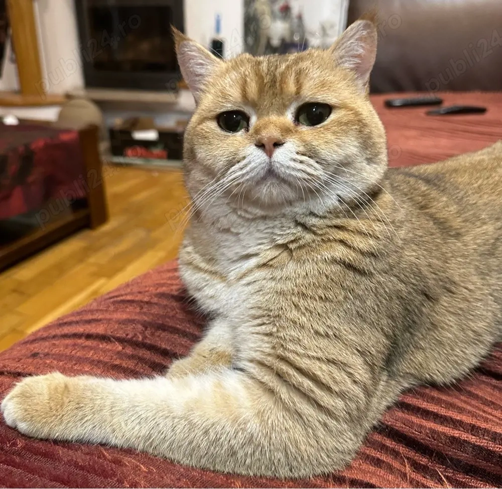 Mascul british shorthair golden 