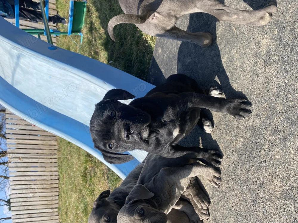 Cane corso mascul