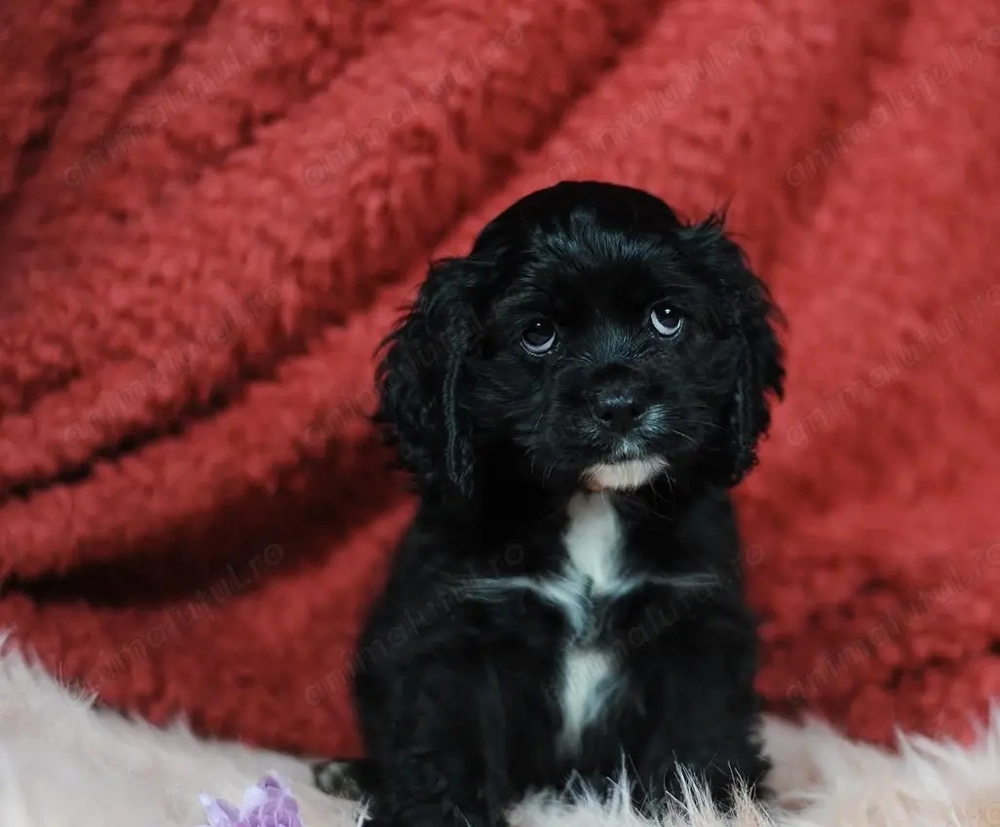 Cocker spaniol spaniel 