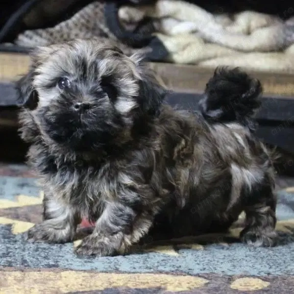 Shih-Tzu Shitzu Fetița