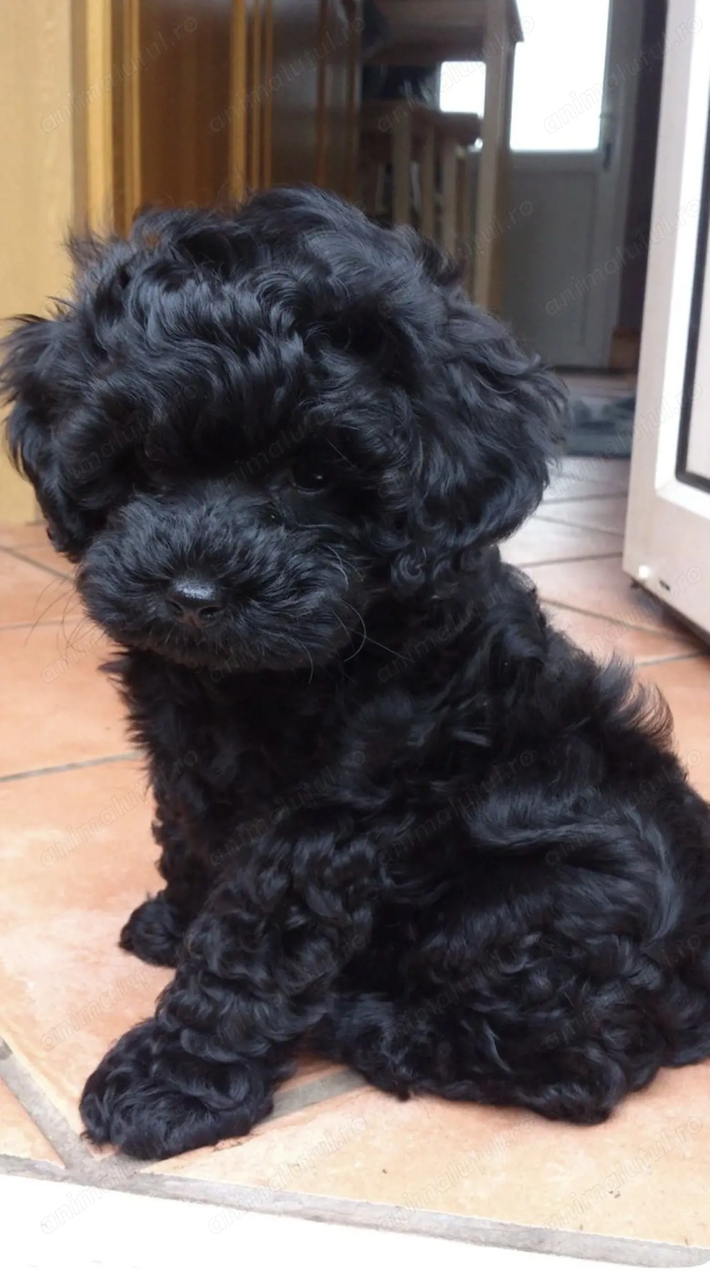 Caniche poodle pudel 