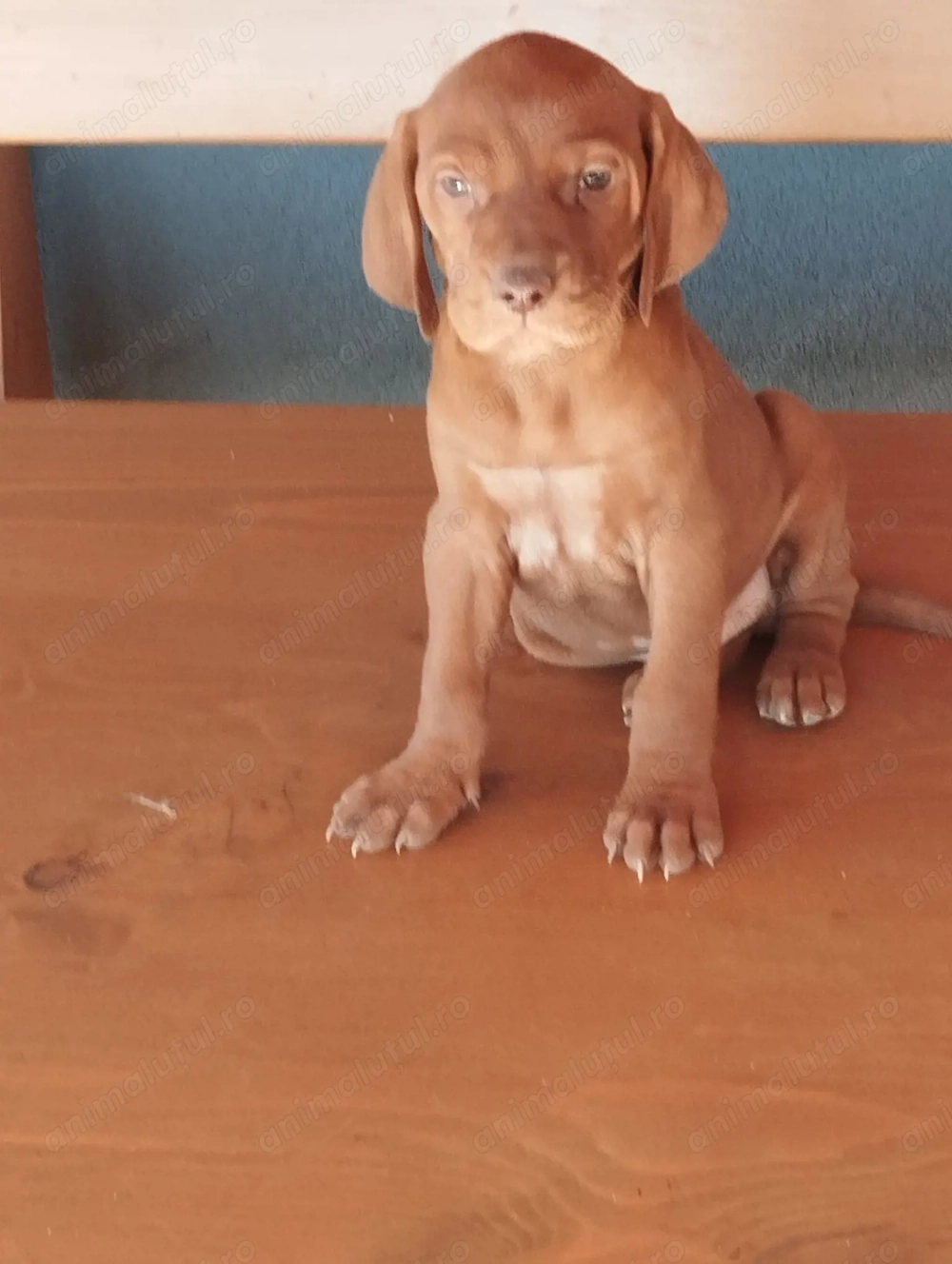 Disponibili catei Vizsla maghiara 