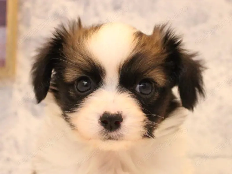 Bichon havanez 350 lei