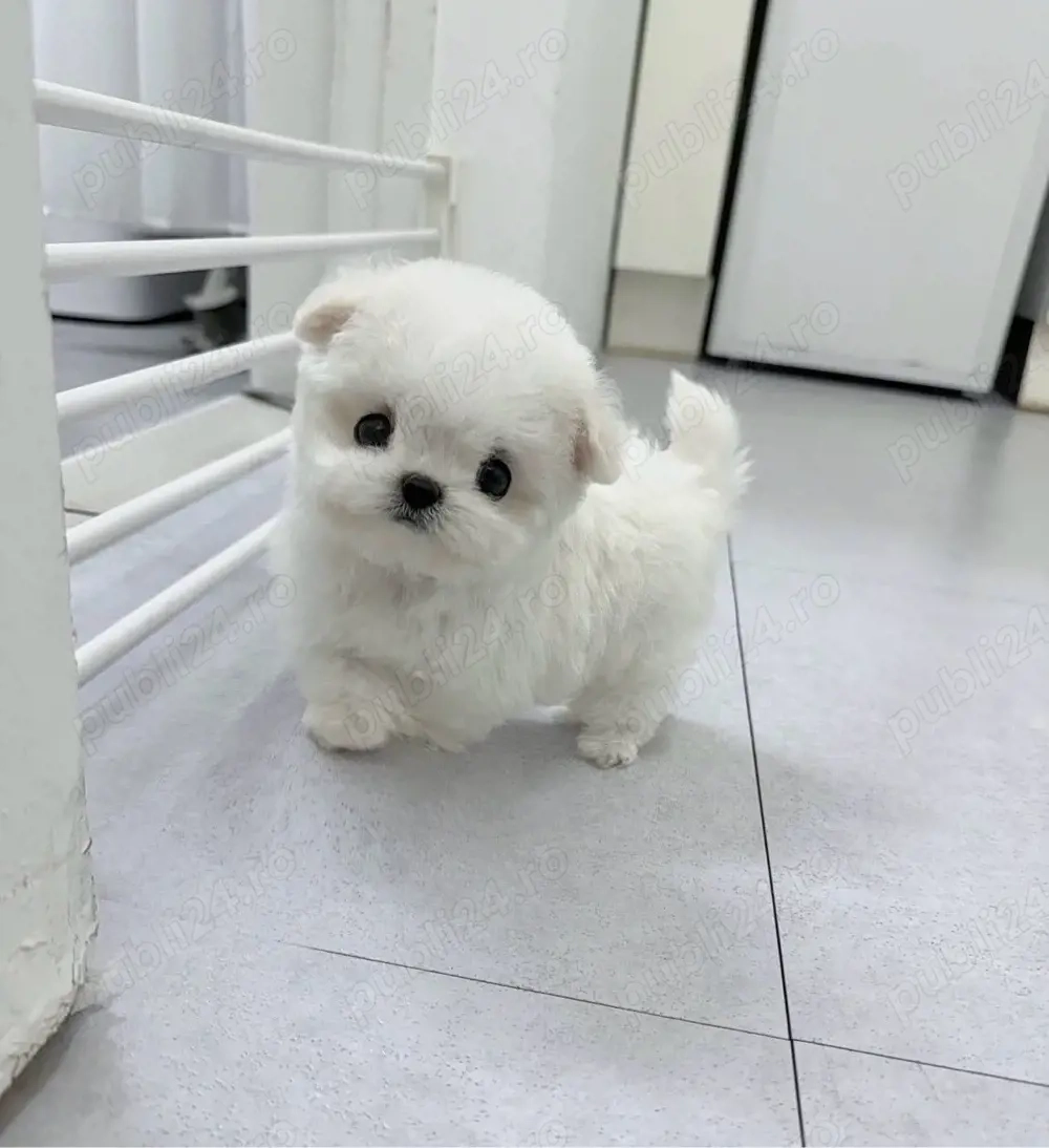 Bichon Maltez Mini Toy 