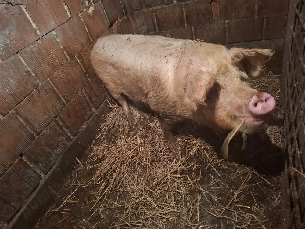 de vanzare scrafa 110-120 kg pret 9 lej kg