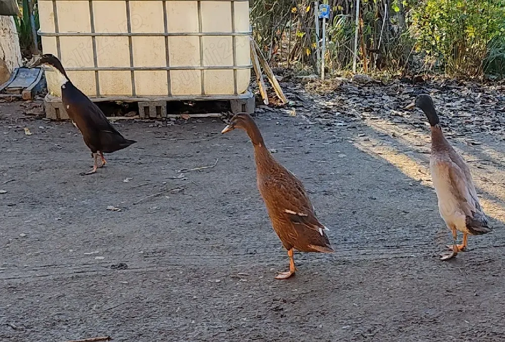 Vand rate alergatoare indiene, tineret din 2025, curata gradina de melci, foarte bune ouatoare. 