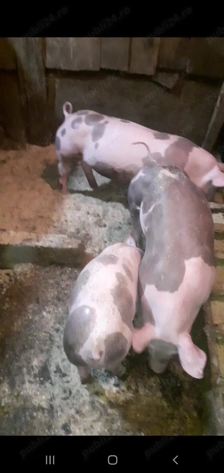 Purcei Pietrain Belgian pur 