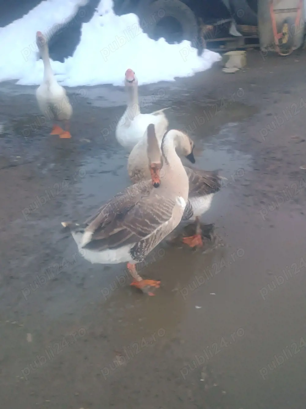 De vânzare un gâscan 