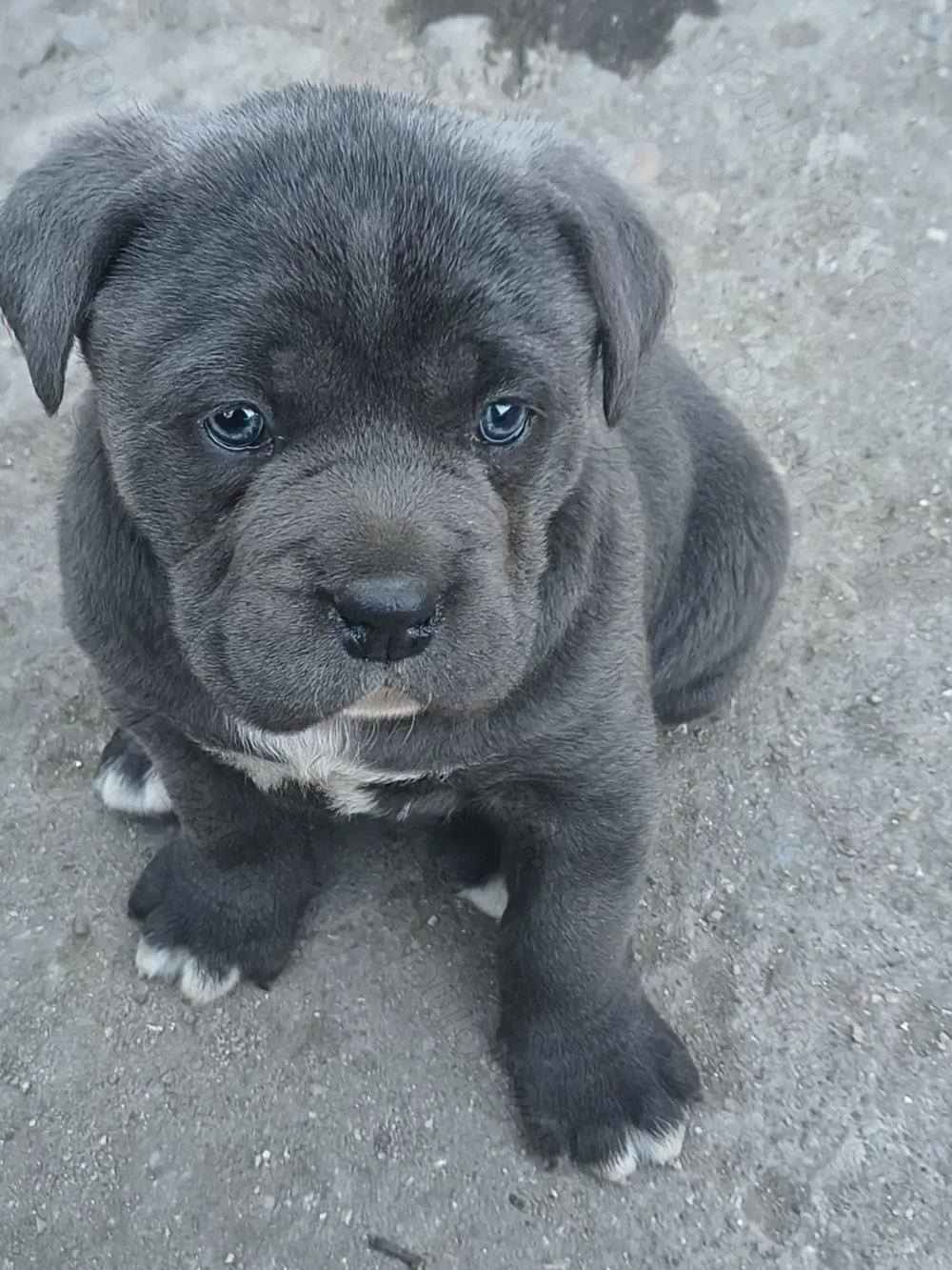 Cățelusi cane corso blue
