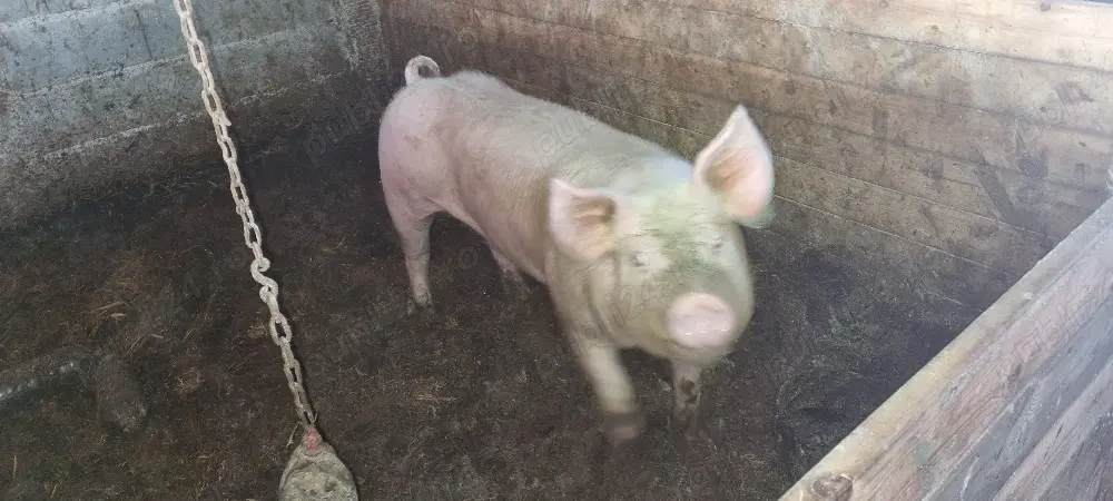 Vier   vierut pentru reproducție 