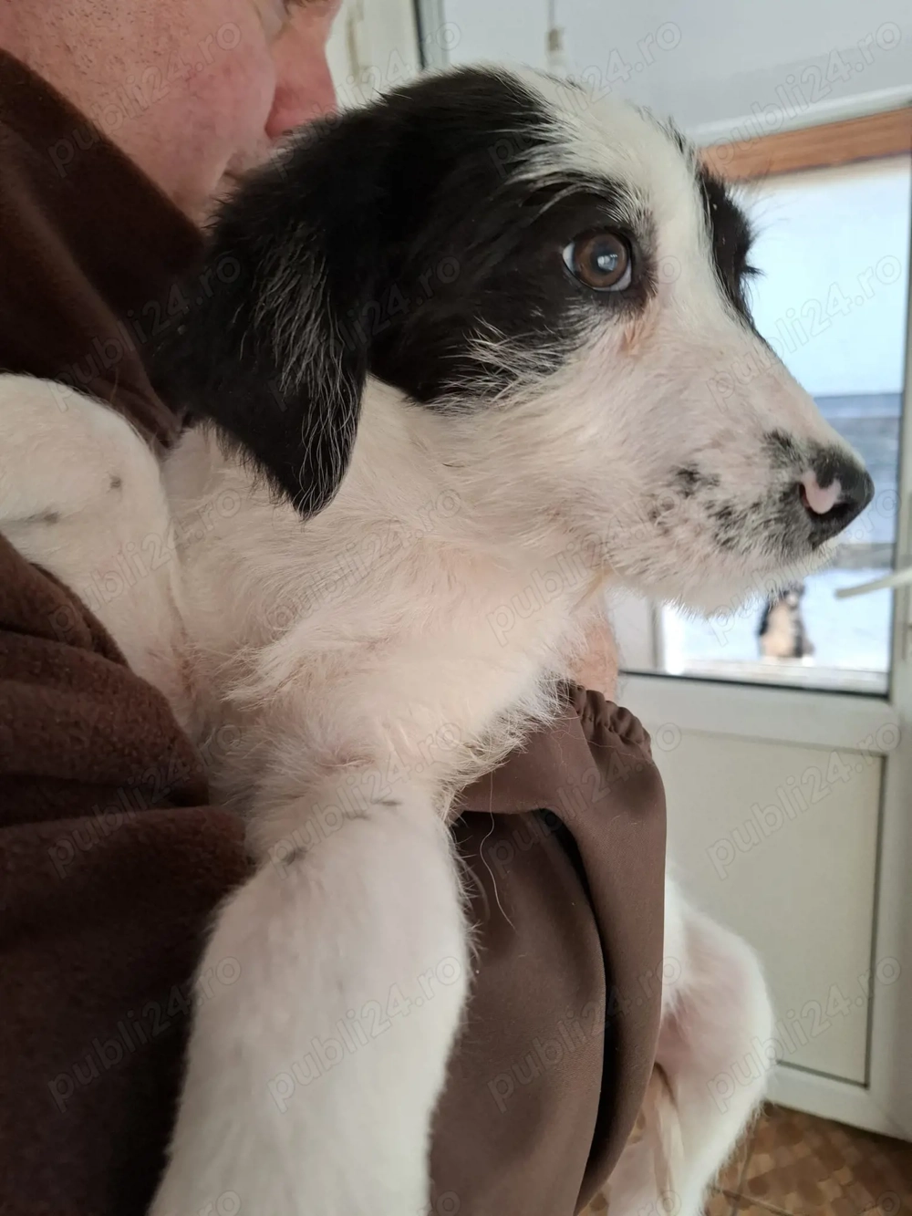 Donez 2 catei talie medie, 4 luni