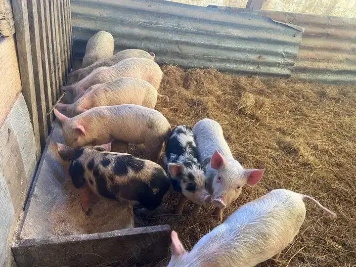 De vanzare9  purcei  landras